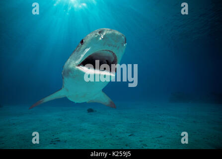 Tiger Shark (Galeocerdo cuvier). Egypt - Red Sea.  This image has been digitally altered to remove distracting or to add more interesting background.  Stock Photo