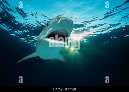 Tiger Shark (Galeocerdo cuvier). Egypt - Red Sea.  This image has been digitally altered to remove distracting or to add more interesting background.  Stock Photo