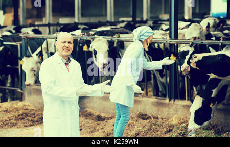 Professional vets working with cows in cowhouse outdoors
