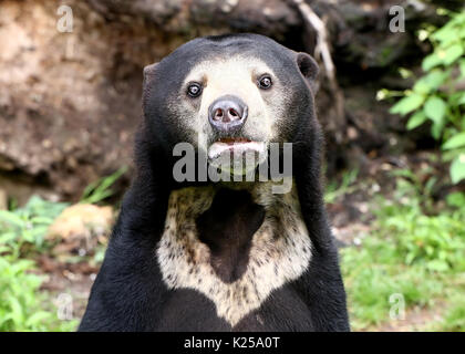 Southeast Asian Sun bear or Honey Bear (Helarctos malayanus) standing on hind legs. Stock Photo