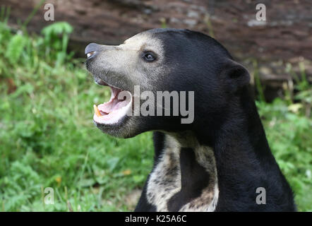 Upset Southeast Asian Sun bear or Honey Bear (Helarctos malayanus), portrait closeup. Stock Photo