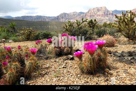 Pink flower blooming on desert cactus at Red Rock Canyon Las Vegas Nevada  Stock Photo - Alamy