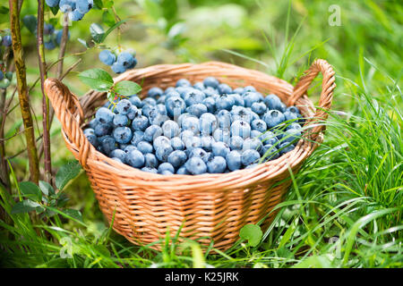 Ripe Bilberries in wicker basket. Green grass and blueberry bush. Stock Photo