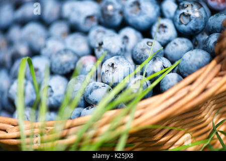 Freshly picked blueberries in rustic basket close up. Green grass leaves. Stock Photo