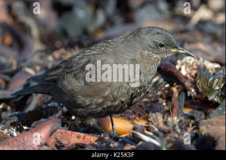 Tussac bird aka Blackish Cinclodes; Cinclodes antarcticus Carcass Island Falklands Malvinas Stock Photo