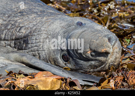 Male Elephant Seal Carcass Island Falklands Malvinas Stock Photo