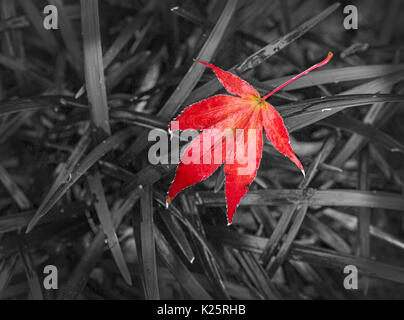 Red Acer palmatum 'Atropurpureum' fallen onto Ophiopogon planiscapus 'Nigrescens' black mondo grass Stock Photo