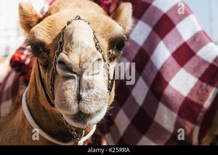 Portrait shot of a camel at Dubai Camel Racing Club, UAE Stock Photo