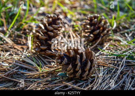 Three pinecones lying on the ground in the forest Stock Photo