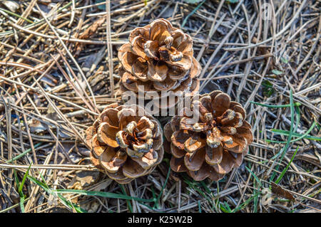 Three pinecones on the ground Stock Photo