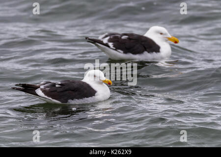 Kelp Gulls Larus dominicanus  Carcass Island Falklands Malvinas bird Stock Photo