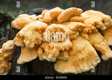 chicken-of-the-woods yellow fungus on tree trunk closeup Stock Photo