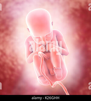 Human Fetus Medical concept Graphic and Scientific Background, 3d illustration. Stock Photo