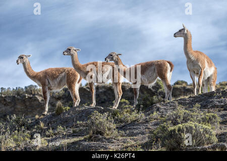 Guanaco on the horizon Valle Chacabuco  Patagonia Park Chile Stock Photo