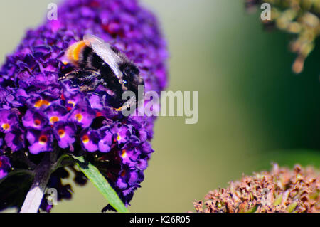 Bee on a Buddleia flower Stock Photo