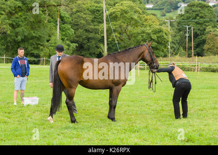 Horse and rider being judged in the gymkhana event at the annual Ceiriog Valley Sheep Dog Trials in Glyn Ceiriog North Wales Stock Photo