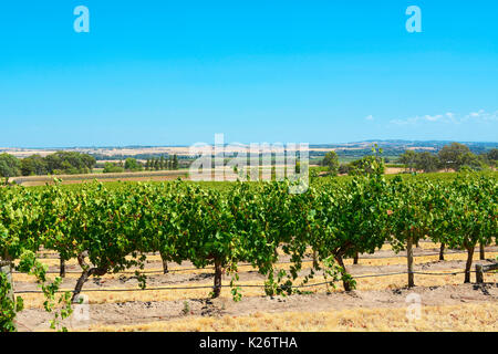 Australian wineries rows of grape vines taken on a bright and sunny day at the Barossa Valley, South Australia. Stock Photo