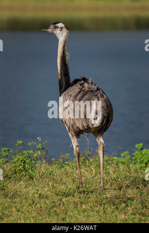 Greater rhea (Rhea americana), ratite, Pantanal, Mato Grosso do Sul ...
