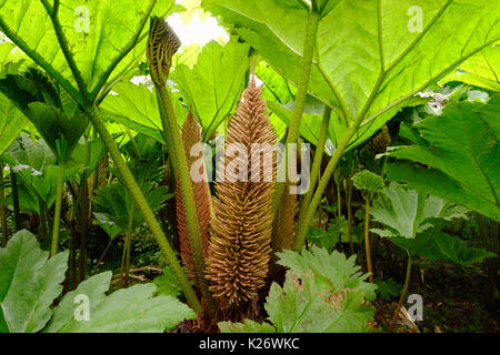 Leaves and flowers of Giant Rhubarb (Gunnera manicata), Trebah Garden, near Falmouth, Cornwall, England, United Kingdom Stock Photo