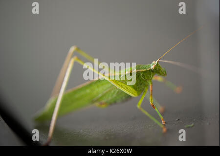 Fork Tailed Bush Katydid resting on a Dumpster Stock Photo