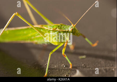 Fork Tailed Bush Katydid resting on a Dumpster Stock Photo