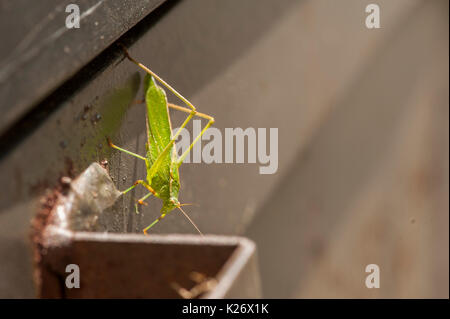 Fork Tailed Bush Katydid resting on a Dumpster Stock Photo