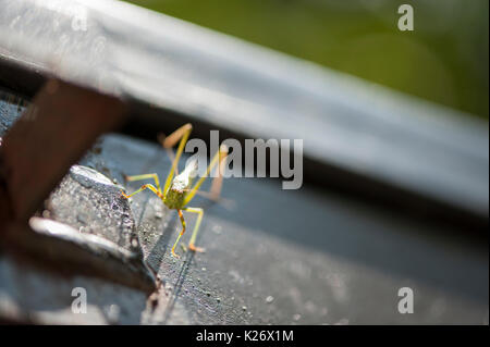 Fork Tailed Bush Katydid resting on a Dumpster Stock Photo