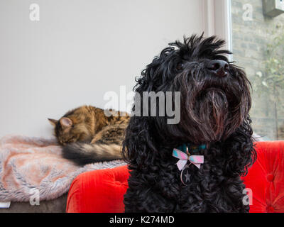 A black cockapoo dog with a bow protects its friend, a sleeping munchkin cat Stock Photo