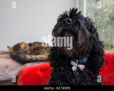 A black cockapoo dog with a bow protects its friend, a sleeping munchkin cat Stock Photo
