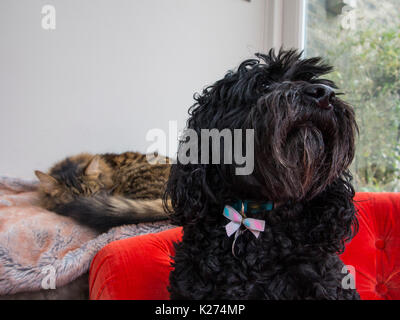 A black cockapoo dog with a bow protects its friend, a sleeping munchkin cat Stock Photo