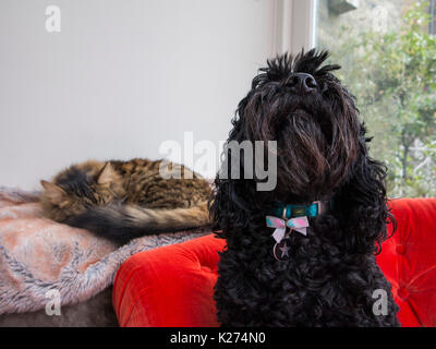A black cockapoo dog with a bow protects its friend, a sleeping munchkin cat Stock Photo