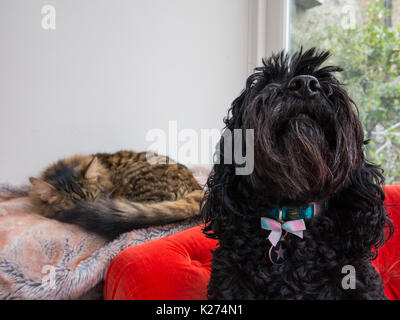 A black cockapoo dog with a bow protects its friend, a sleeping munchkin cat Stock Photo