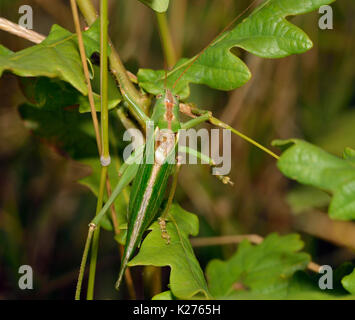 Great Green Bush-Cricket - Tettigonia viridissima  In Oak Bush Stock Photo