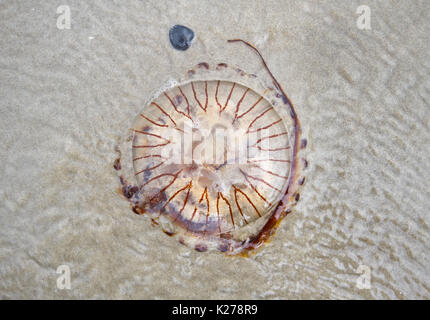 Compass jellyfish washed up the beach