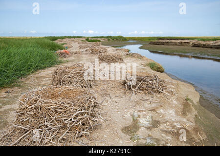 Nests of a colony of the Great cormorant, on the ground next to a creek Stock Photo