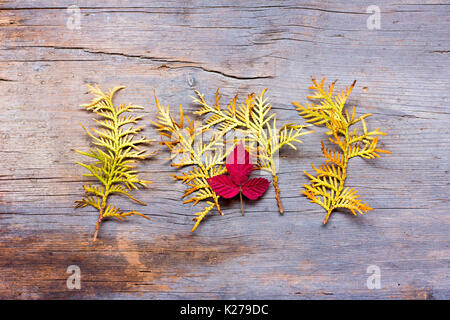 Golden needles of arborvitae shrub and the crimson leaf of wild blackberries on a background of old boards bleached oak Stock Photo