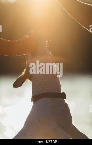 Crop person holding toy and dog biting it in jump in bright back lit. Stock Photo
