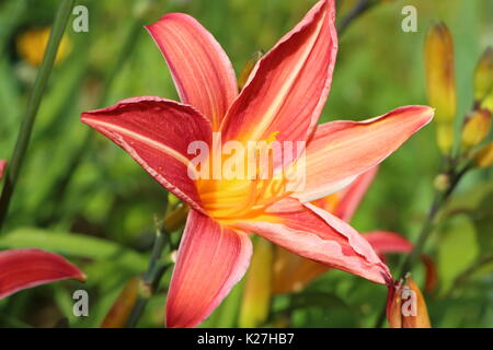 Close-up of red lily flower in a garden during summer Stock Photo