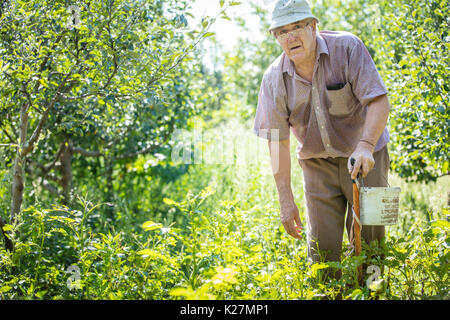 Mature man working in garden collecting potato beetles Stock Photo