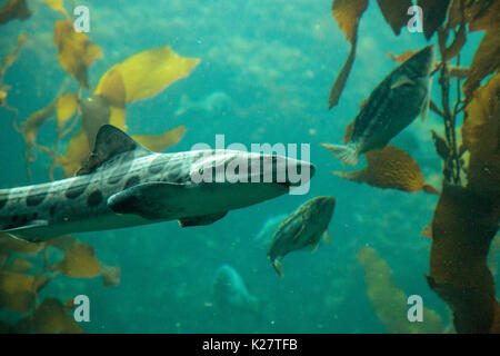 Leopard shark Triakis semifasciata is a species of carpet shark and is found throughout the tropical Indo-Pacific. Stock Photo