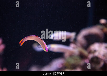 Purple cap firefish, Nemateleotris decora, darts through the saltwater on a tropical reef in the ocean. These colorful fish are purple and white with  Stock Photo