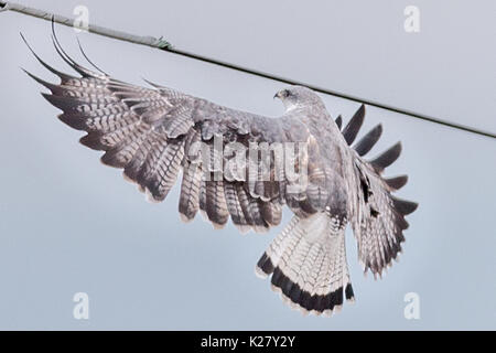 Variable Hawk (Buteo polyosoma) alighting onto telegraph pole  Alti Plano