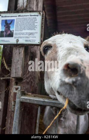 Close up of a nosey Miniature Mediterranean donkey at Lancaster Park and Animal Farm, Chadderton, near Oldham, Greater Manchester, UK. Stock Photo