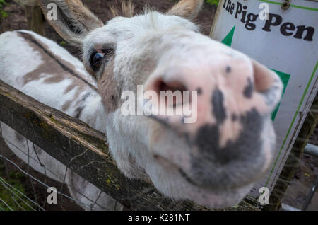 Close up of a nosey miniature donkey at Lancaster Park and Animal Farm, Chadderton, near Oldham, Greater Manchester, UK. Stock Photo