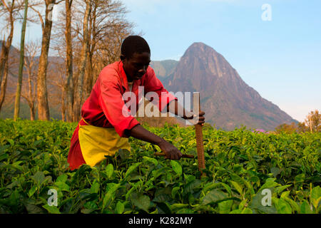 Central Africa, Malawi, Blantyre district. Tea farms Stock Photo