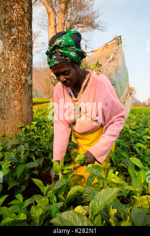 Central Africa, Malawi, Blantyre district. Tea farms Stock Photo