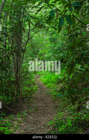 Greenbrier Area in the Great Smoky Mountains National Park ,TN Stock Photo