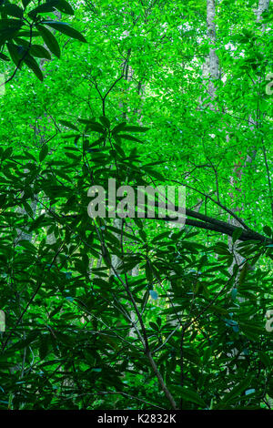 Greenbrier Area in the Great Smoky Mountains National Park ,TN Stock Photo