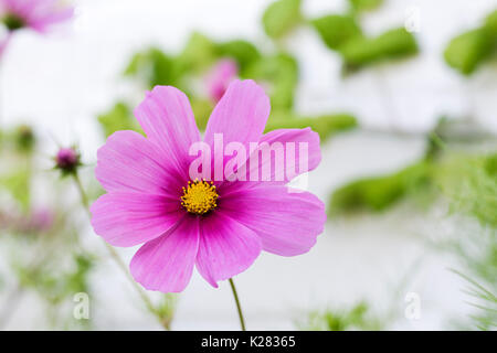 Cosmos bipinnatus 'Sensation' flowering against a white brick wall. Stock Photo