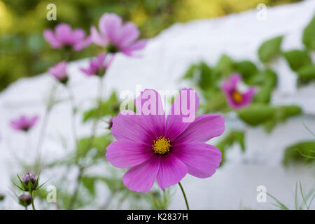 Cosmos bipinnatus 'Sensation' flowering against a white brick wall. Stock Photo